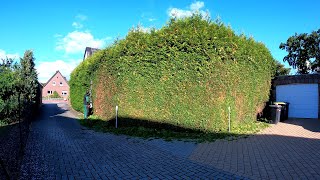 Not VERY BIG! he SAID that the Hedge of Thuja is ONLY 10m long