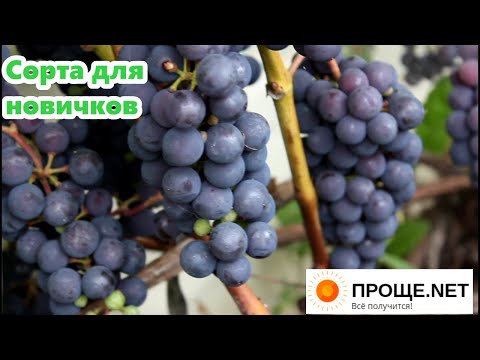 Виноград для новичков. Сорт Изабелла и Амурский.