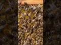 Bees tend to the Drone Comb!🐝 #bee #drone