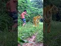 what happens to man😱🐆? ? #tiger #lionhunters #wildlife #nature #animals #forest #animal