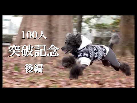 【チャンネル登録100人突破記念後編】愛犬トイプードルと沢山のお友達【犬vlog】