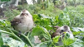 2 Baby trucukan birds that can fly play in the chili garden