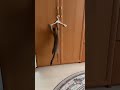 Кошка vs вешалки #shorts #shorts