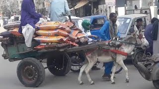 Animal cruelty in Pakistan