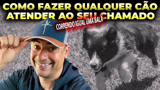 COMO FAZER O CÃO ATENDER AO SEU CHAMADO