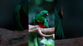 Beautiful Birds Sound in the Forest | Colorful Birds. #nature #beautifulbirds #birds #trending