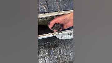Plugged gutter! 🫡 #guttercleaning #asmr #cleaning #satisfying