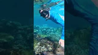 🎥 🤿 Discover the Wonders of Fiji's Coral Reef at Waya Island