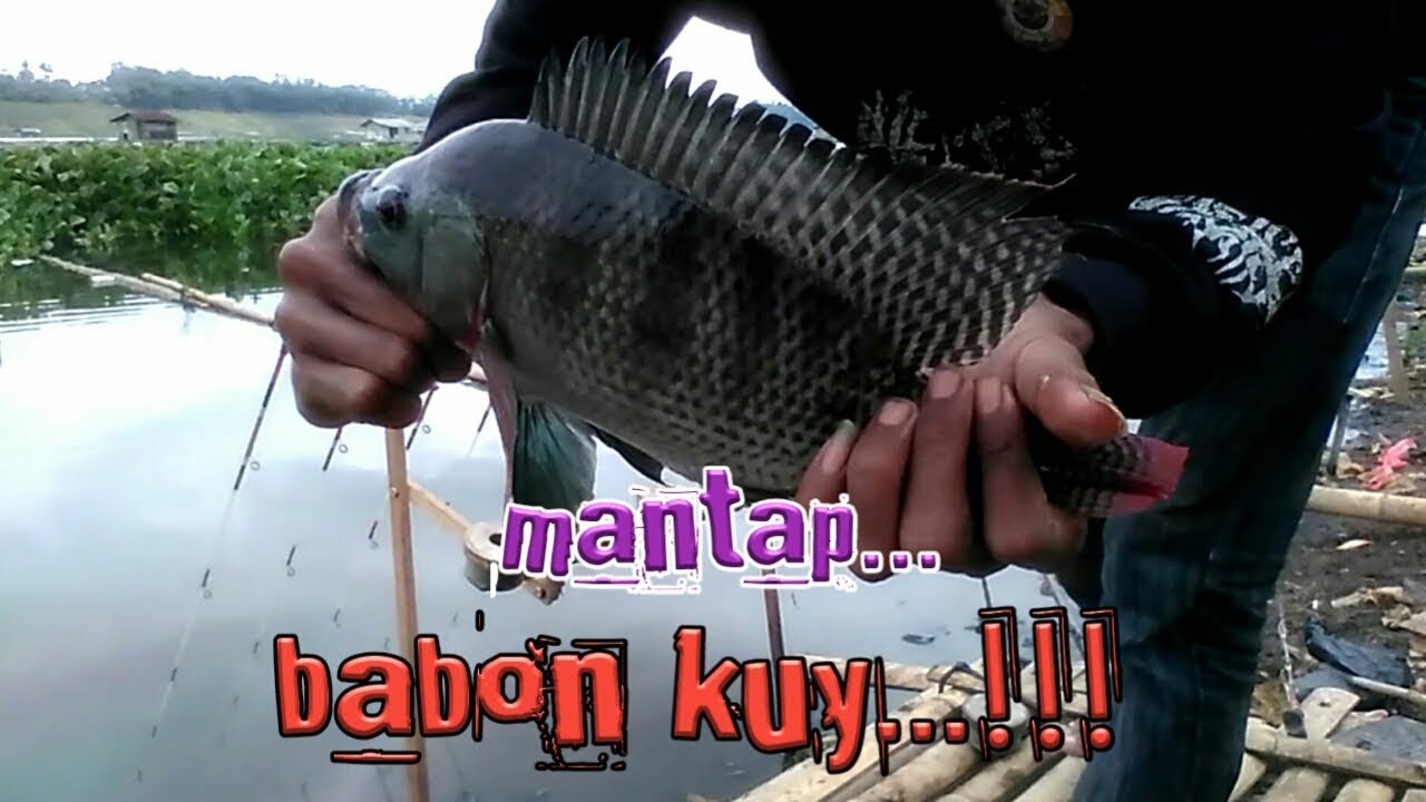 mancing ikan nila babon sedang lapar tak menunggu lama untuk di sambar