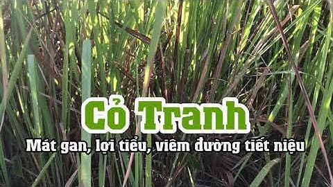 Bài thuốc trị viêm đường tiết niệu, lợi tiểu, mát gan, bổ thận