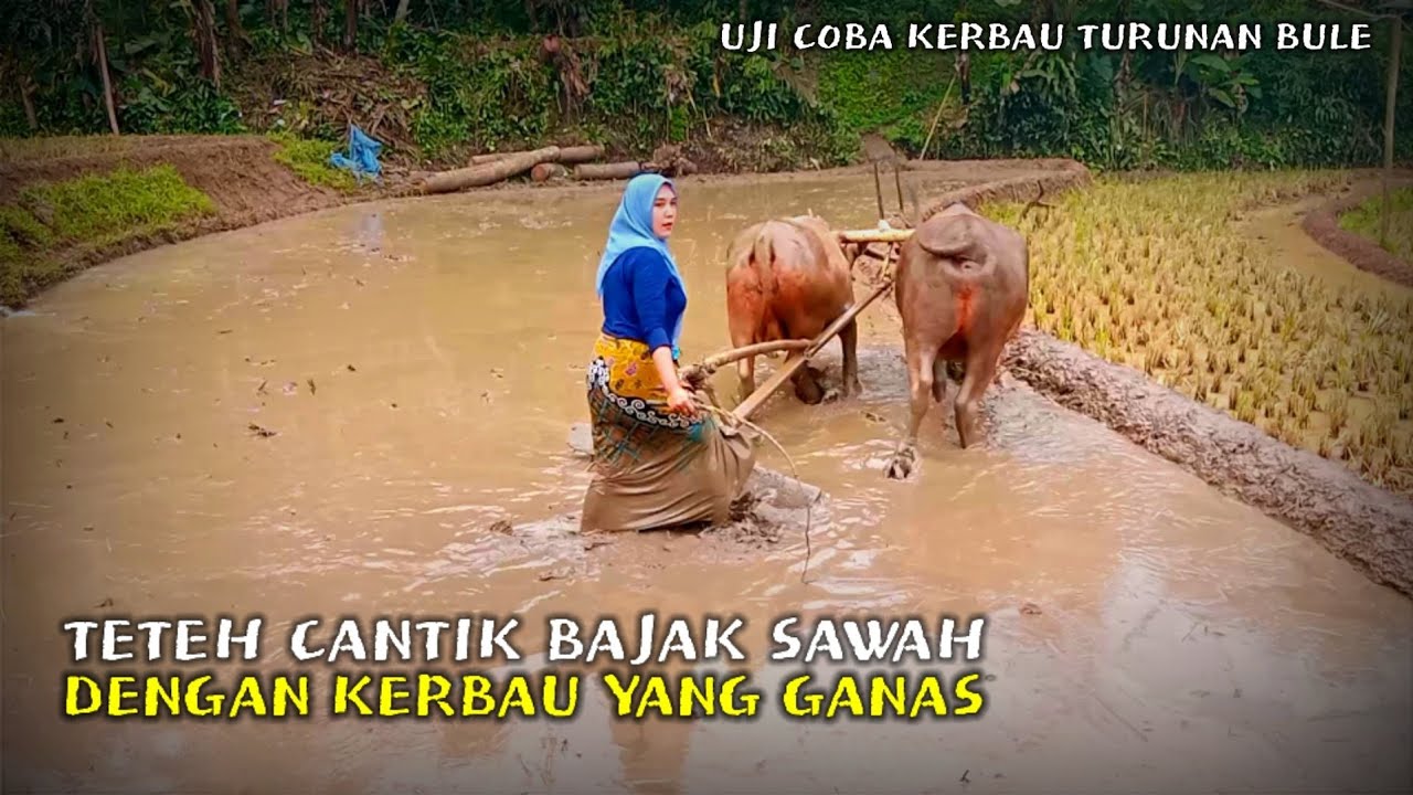 SI CANTIK BAJAK SAWAH DENGAN KERBAU BULE YANG GANAS✨ Jejak SiTeteh
