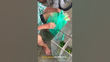 Chủ quan bắt rắn lục đuôi đỏ cực độc bằng tay và cái kết ăn hành p1