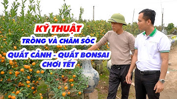 Mô hình & kỹ thuật trồng quất bonsai - quất thế độc đáo hút khách dịp Tết Nguyên Đán