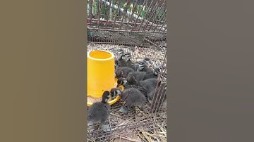 #birds burung belibis anakan tingal 10 ekor cocok di ternak