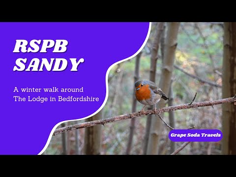 A winter walk around RSPB Sandy in Bedfordshire