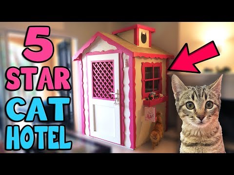 chibi-goes-to-5-star-cat-hotel!!!