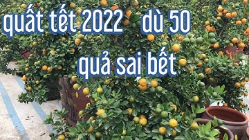 quất tết 2022 quất chum dù 50 lh 098 3800140 để biết giá, giá quất tại vườn