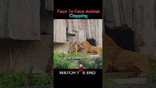 Download Lagu Tiger Vs Lion face to face Clapping 😱 #trending #animals #viral #wildlife #shorts MP3 Download Lagu Tiger Vs Lion face to face Clapping 😱 #trending #animals #viral #wildlife #shorts MP3