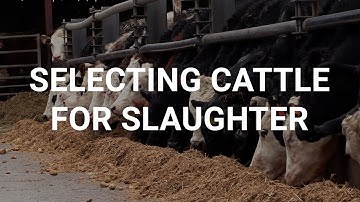 Finisher gives tips on selecting cattle for slaughter