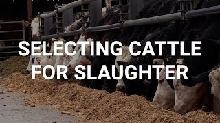 Finisher gives tips on selecting cattle for slaughter