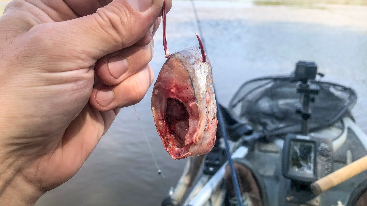 Channel Catfish Fishing