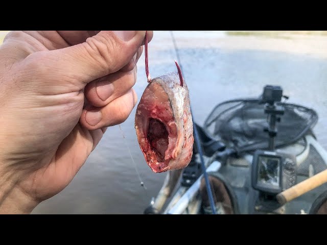 Spring Fishing Cut Bait Channel Catfish! 