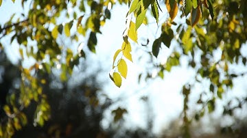 Free Background Video || Free Download || No Copyright || Tree Leaf Moving With Air