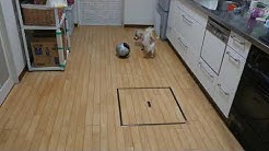 まさはる君が行く ポチたまペット大集合 Youtube まさはる君が行く ポチたまペット大集合 Youtube