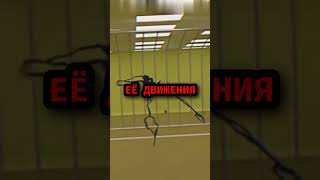 Разбор сущности: Бактерия #shorts #backrooms #wesslog #страшно #юмор #закулисье