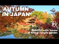 Beauty of Autumn in Japan / Eihouji Temple /虎渓山の永保寺/日本の秋