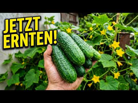 Gurken ernten: Der richtige Zeitpunkt für Geschmack und neue Früchte