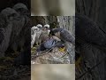 Peregrine Falcon Life Cycle: The 150-Day Battle for Survival