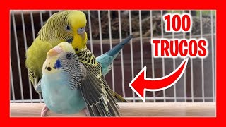 ✅ 100 Tricks to reproduce budgies (Part 1) | How to breed budgies for beginners