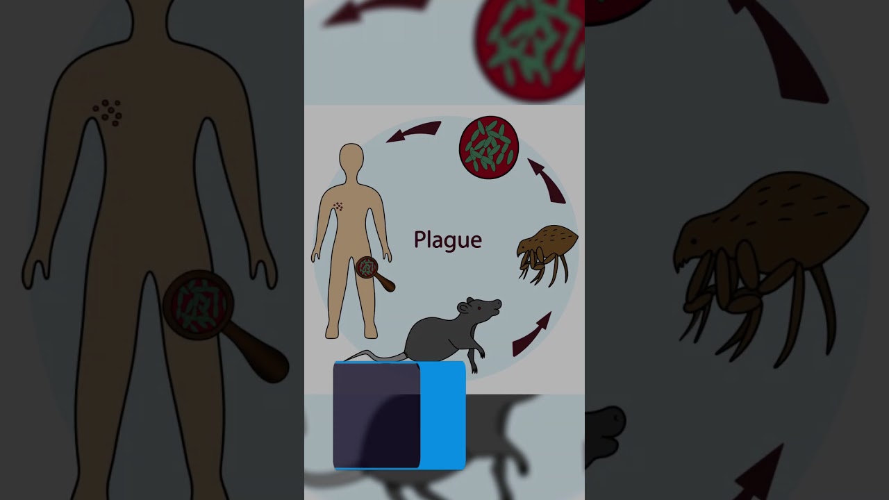 The Untold Story of the Justinianic Plague: Unmasking a Forgotten Medieval Tragedy 