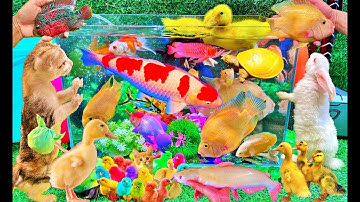 Vịt Con Cá Cảnh, Bắt Các Con Vật Dễ Thương, Mèo Dễ Thương, Rùa, Cá Vàng Bơi, Cá Koi, Cá Trê, Thỏ Con