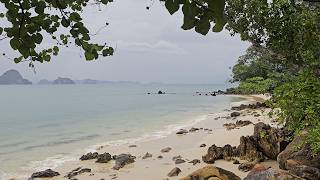 Where the Jungle Meets the Sea | 1 Hour of Gentle Ocean Waves — No Music
