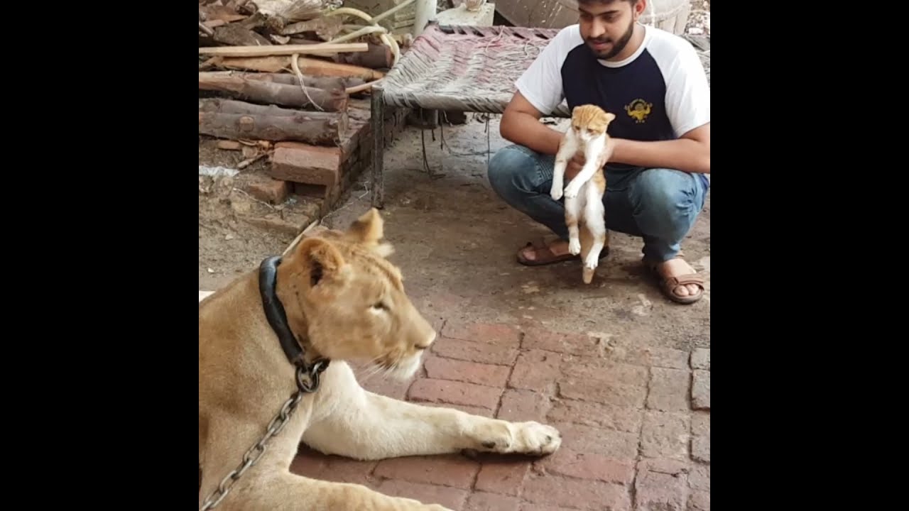 Lion Best Friend With Cat Vs