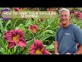 How to Keep Flowers Blooming | Oakes Daylilies