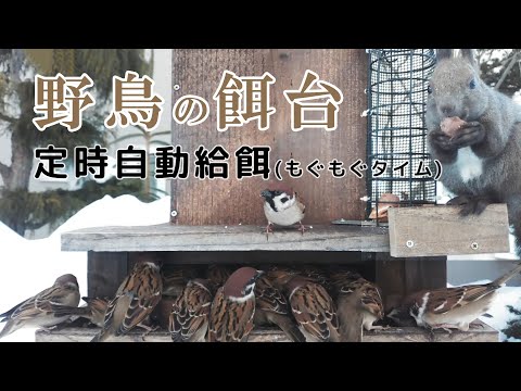 2025/02/21 野鳥の餌台 定時自動給餌 シジュウカラ・スズメ Automatic Bird Feeder