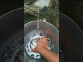 how can plant lotus to easy way par 2 #birds #birds #nature #youtubeshorts