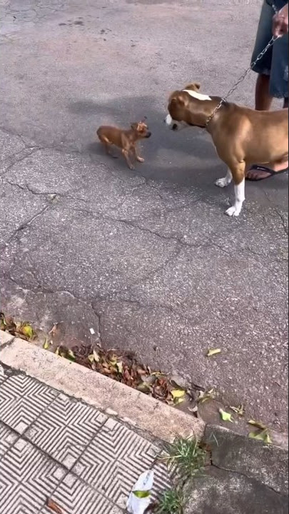 PINCHER É CORAJOSO DEMAIS 🤣 #pincher #pitbull #memes #meme #humor