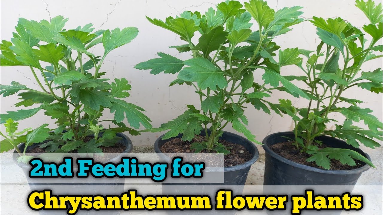 Chrysanthemum Final Care: Yeh Galti Kari Toh Flower Nahi Aayega