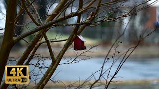 Quiet Rainy Day In The City - 2 Hours Neighborhood Rain Sounds Asmr