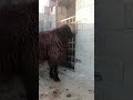 الفحل الطيب من حلال أبو يزن السلحبيه الدلال إبراهيم البشار الشعباني حلال الجزيرة