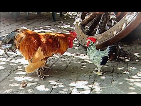 Yokohama rooster from YouTube · Duration: 50 seconds Yokohama rooster from YouTube · Duration: 50 seconds