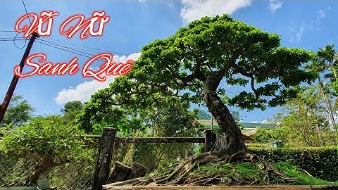 Vũ Nữ Sanh Quê Và Những Tác Phẩm Bonsai Độc Đáo Của Anh Khoa Nghệ Nhân ( 0905 740 089 )