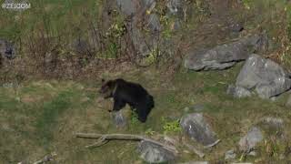 隠した餌を食べるヒグマ(知床)/Brown bear eating hidden food(Shiretoko)