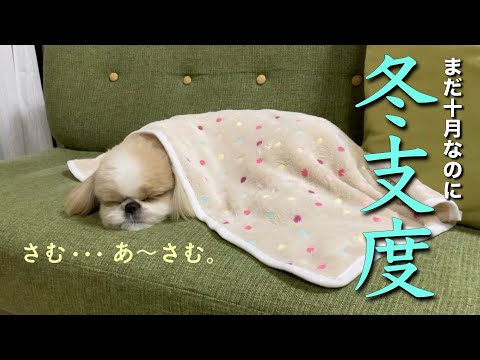 【シーズー】寒くて猫になっちゃうシーズー犬。【062】