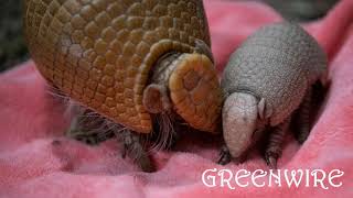 Cute Baby Armadillo Born At US Zoo Is So Small It Can Fit In Palm Of Hand