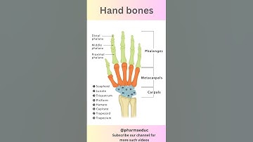 Hand Bones Anatomy | Learn Phalanges, Metacarpals & Carpals in Minutes!
